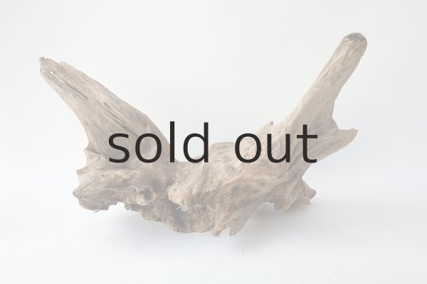 画像2: 変形流木 (2)