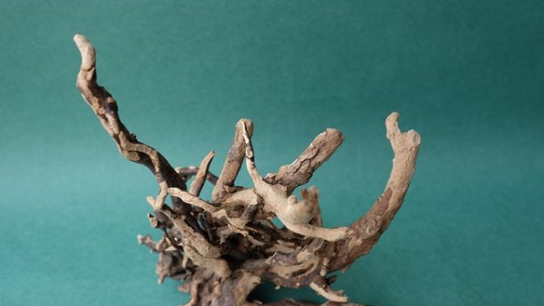 画像5: ミニ流木根 (5)