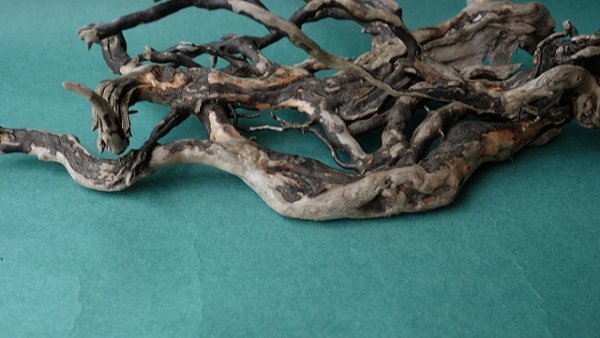 画像7: 流木根 (7)