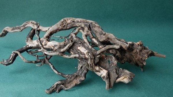 画像8: 流木根 (8)