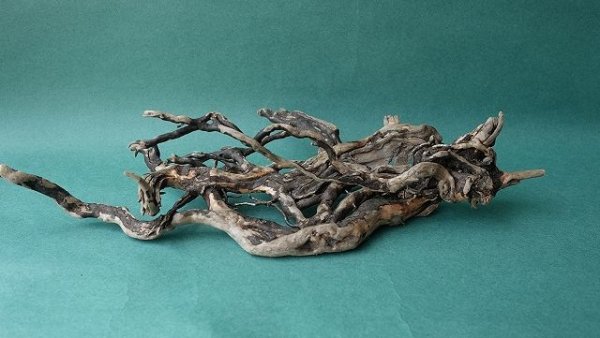 画像6: 流木根 (6)