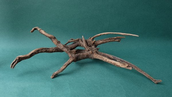 画像6: 流木根 (6)