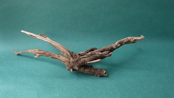 画像7: 流木根 (7)