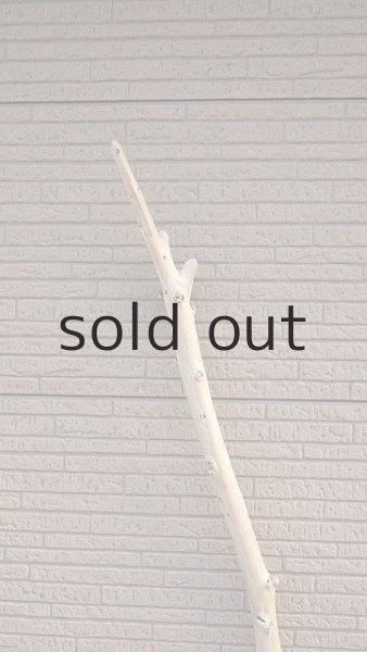 画像4: 棒流木・長尺 (4)