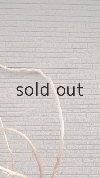 画像8: 幹流木 (8)