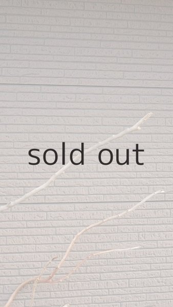 画像5: 幹流木 (5)