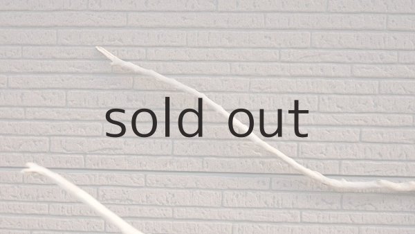 画像9: 幹流木 (9)