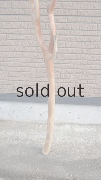 画像2: 幹流木 (2)