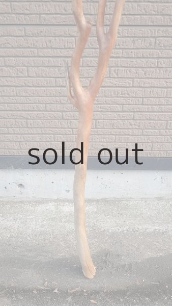 画像7: 幹流木 (7)