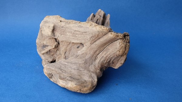 画像5: 変形流木 (5)