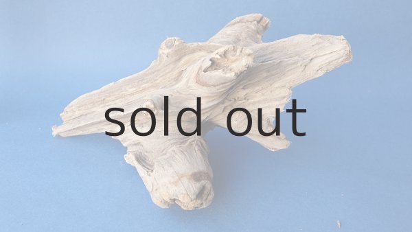 画像5: 変形流木 (5)