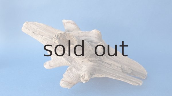 画像7: 変形流木 (7)