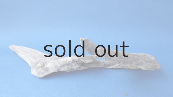 画像6: 変形流木 (6)