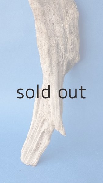 画像2: 変形流木 (2)