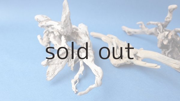 画像5: ミニ流木根セット (5)