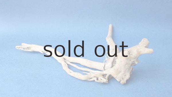 画像5: 流木根 (5)