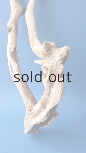 画像2: 流木根 (2)