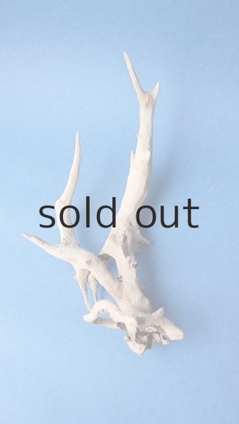 画像2: ミニ流木根セット (2)