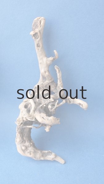 画像4: ミニ流木根セット (4)