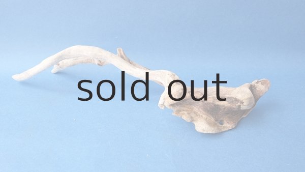 画像5: 流木根 (5)