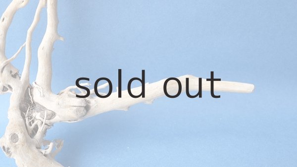 画像4: 流木根 (4)