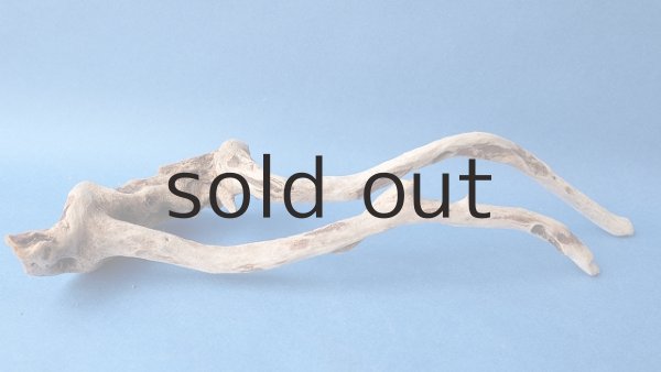 画像4: 流木根 (4)