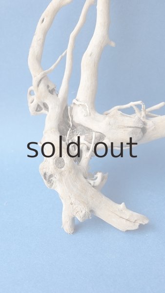 画像2: 流木根 (2)