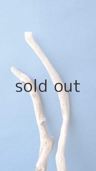 画像3: 流木根 (3)