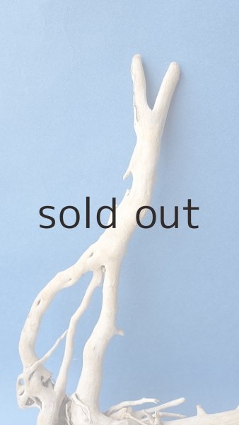 画像3: 流木根 (3)