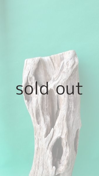 画像5: 幹流木 (5)