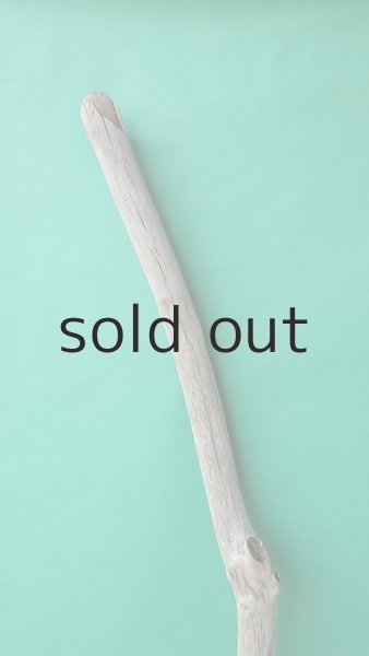 画像4: 幹流木 (4)