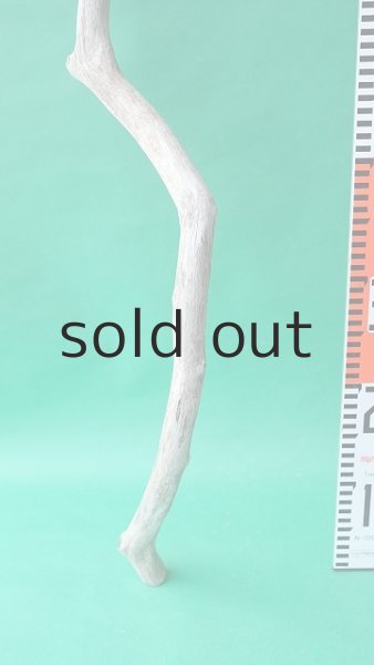 画像5: 幹流木 (5)