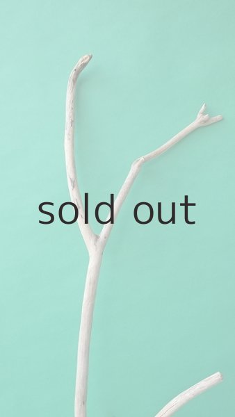 画像4: 幹流木 (4)