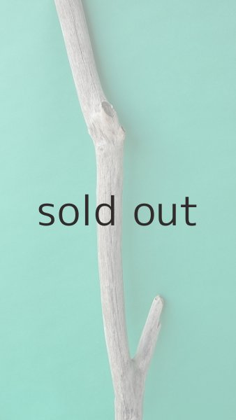 画像3: 幹流木 (3)