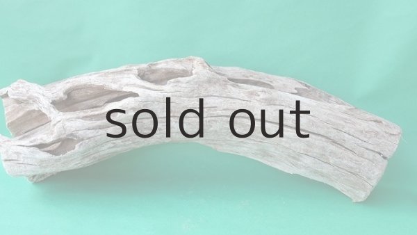 画像7: 幹流木 (7)