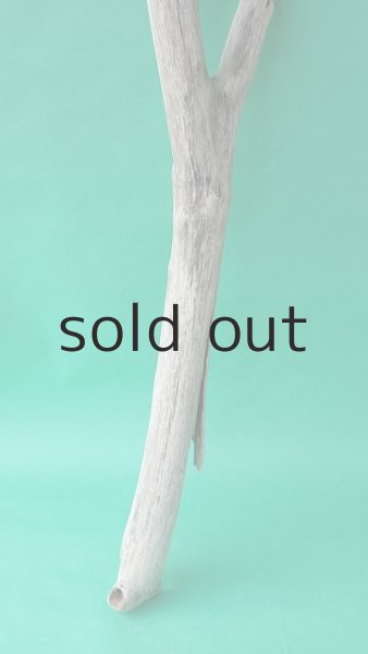 画像2: 幹流木 (2)