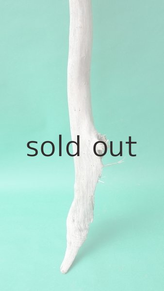 画像2: 幹流木 (2)