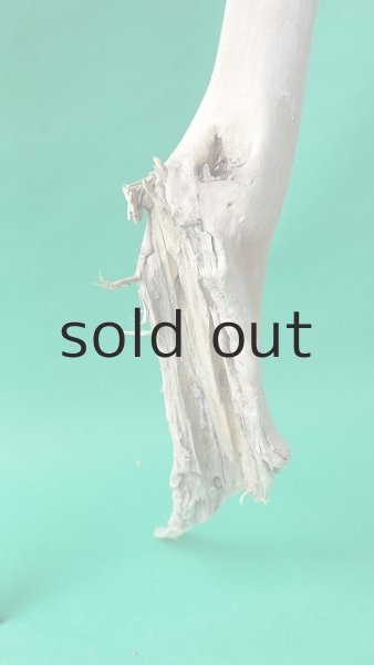 画像6: 幹流木 (6)