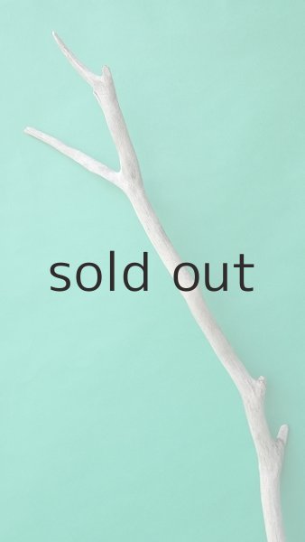 画像4: 幹流木 (4)