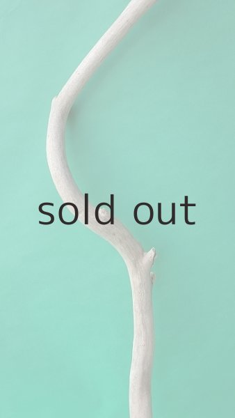 画像3: 幹流木 (3)