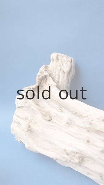 画像7: 変形流木 (7)