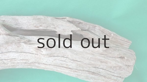 画像9: 幹流木 (9)