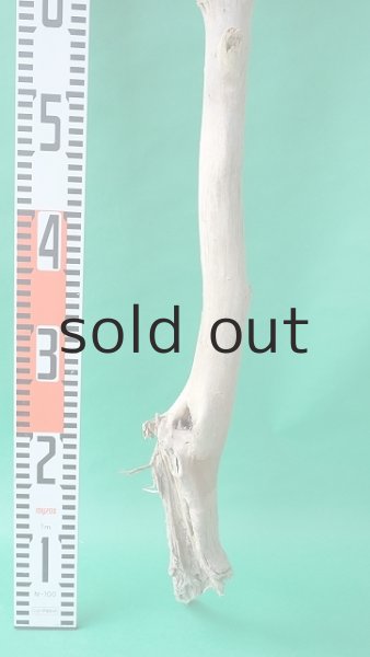 画像7: 幹流木 (7)