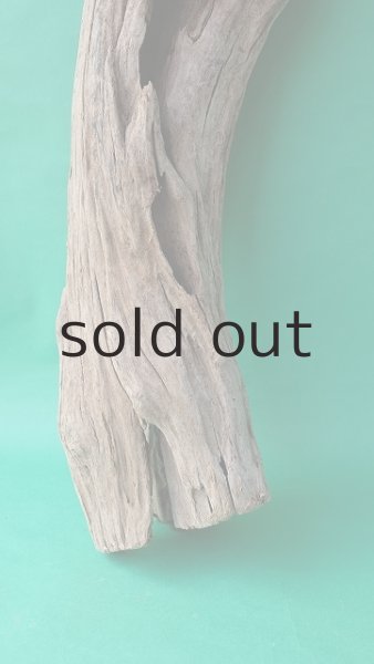 画像2: 幹流木 (2)