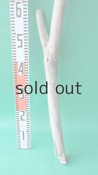 画像5: 幹流木 (5)