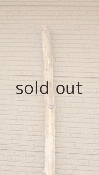 画像4: 棒流木・長尺 (4)