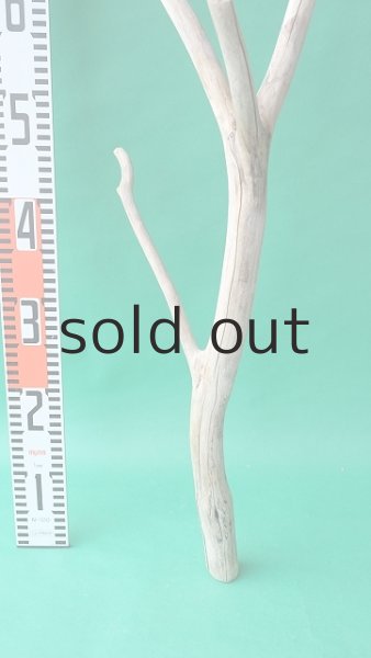 画像5: 幹流木 (5)