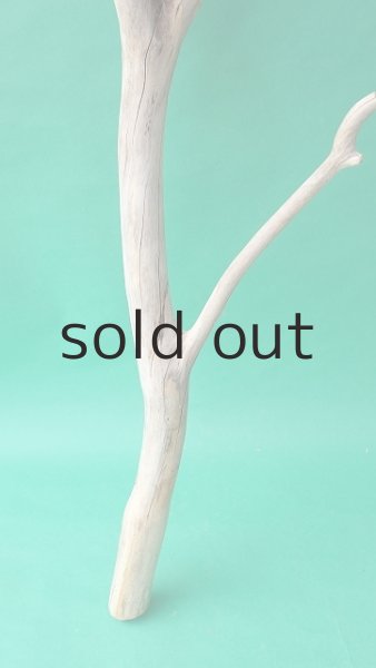 画像2: 幹流木 (2)