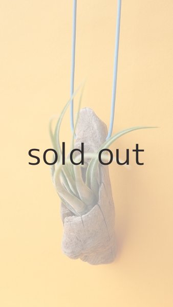 画像2: エアープランツ置き(ハンギングタイプ) by GRAY and GREEN (2)