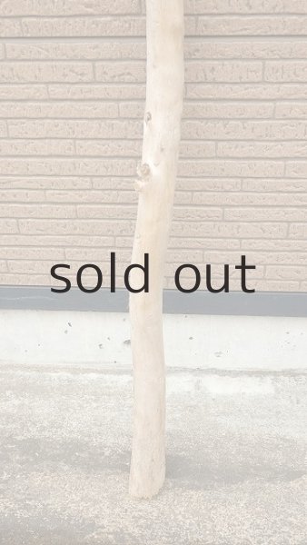 画像2: 棒流木・長尺 (2)